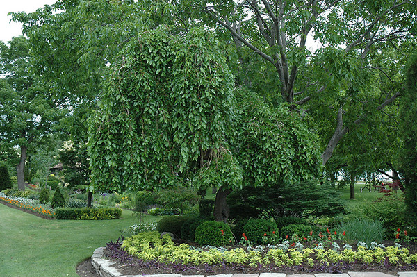 Weeping Mulberry