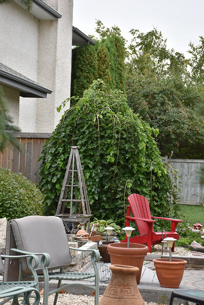 Chaparral Weeping Mulberry