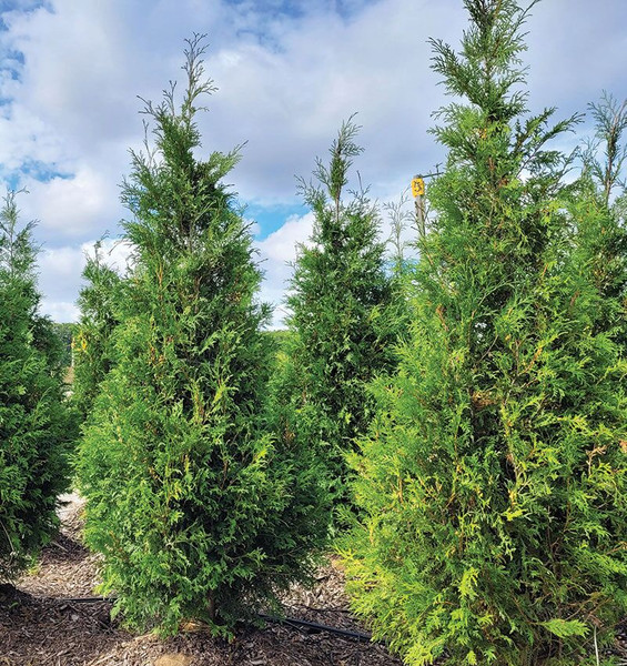 Winter Green Cedar