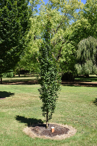 Lucas Columnar Hornbeam