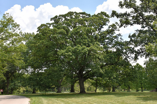White Oak