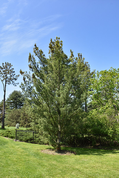 Columnar White Pine