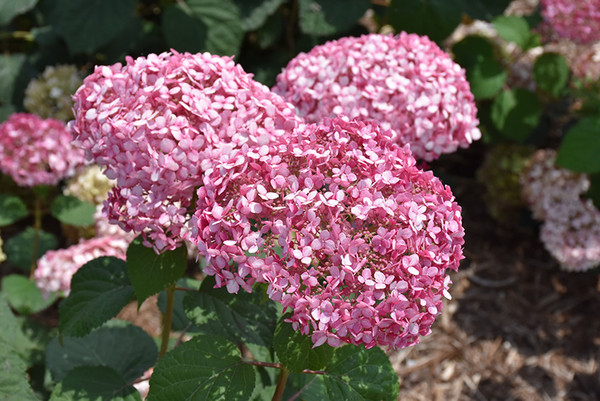 Invincibelle&reg; Spirit II Hydrangea