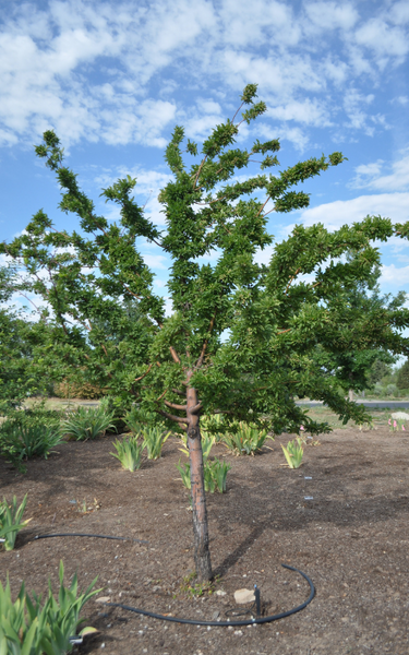 Harvest Gold Crabapple