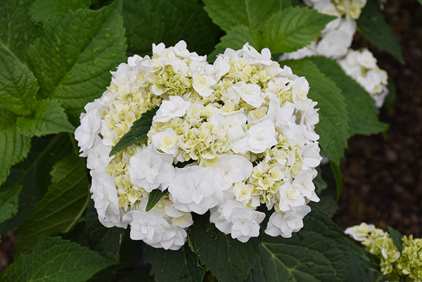 Wedding Gown&trade; Hydrangea