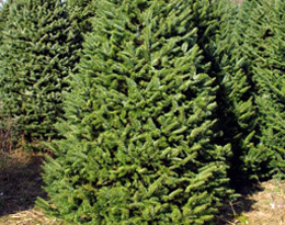 Evergreens