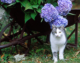 Flowering Shrubs