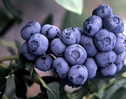 Fruit Trees