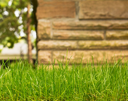 Grass Seed and Soil