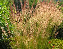 Perennials