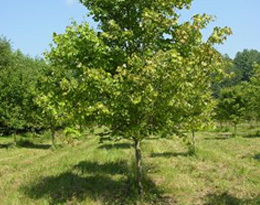 Shade Trees