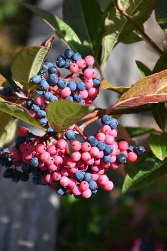Flowering Shrubs - Vibrunum - Tree Valley Garden Centre