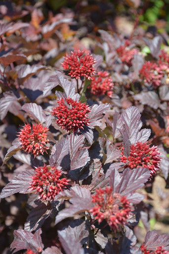 Flowering Shrubs - Ninebark - Tree Valley Garden Centre