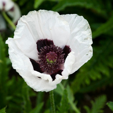 Poppy Royal Wedding