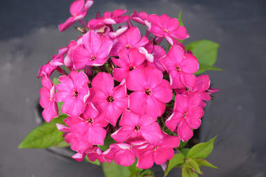 Bambini® Desire Dwarf Garden Phlox - Tree Valley Garden Centre