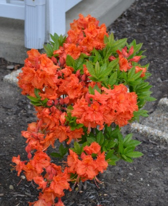 Diciduous Hybrid Azalea (assorted) - Tree Valley Garden Centre
