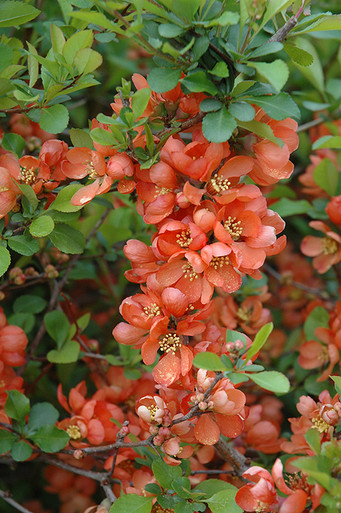 Flowering Shrubs - Quince - Tree Valley Garden Centre