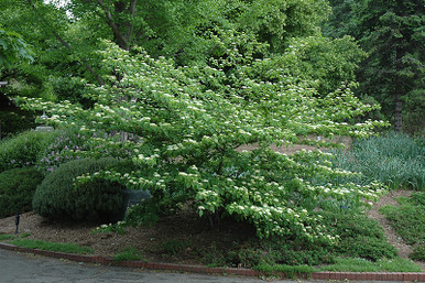 Puga Tree Pagoda Dogwood - Tree Valley Garden Centre