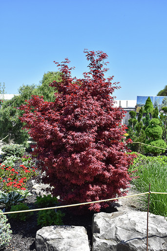 Twombly's Red Sentinel Japanese Maple - Tree Valley Garden Centre
