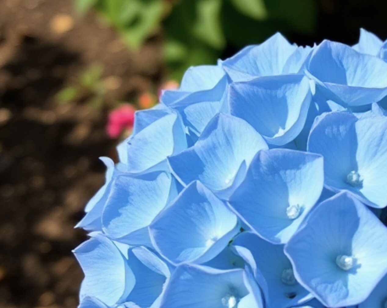 A blue hydrangea in full bloom