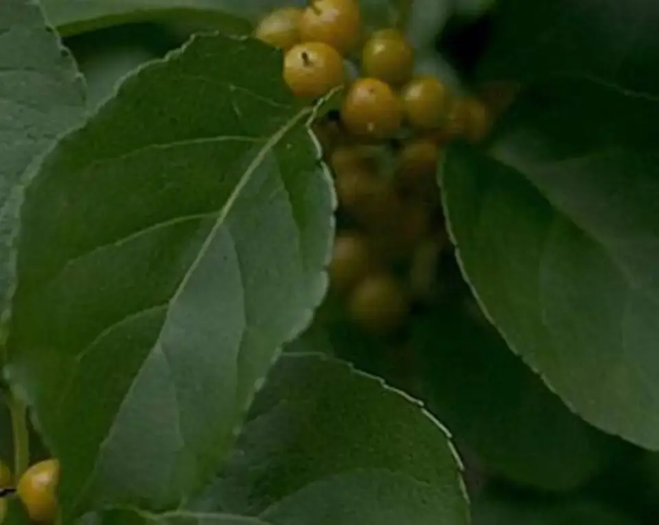 Yellow berries among dark green leaves