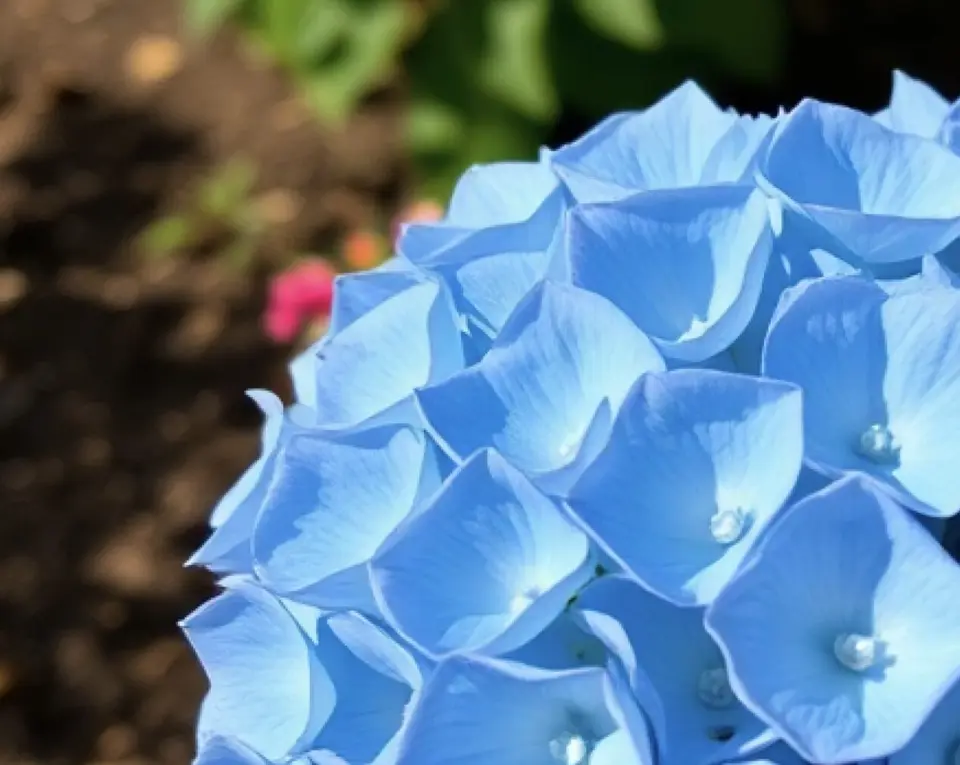 A blue hydrangea in full bloom