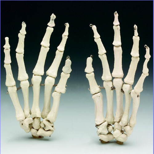 Skeleton Hand