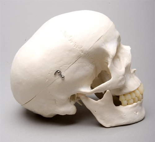 Harvey Skull 2nd Class