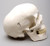 Harvey Skull 2nd Class