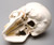 Harvey Skull 2nd Class