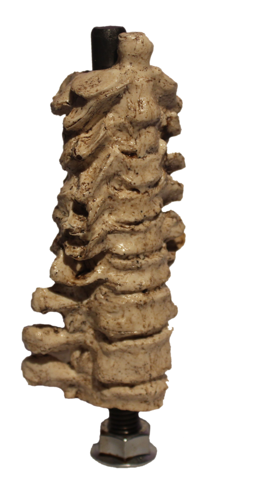 spine.png