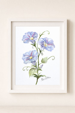 September Morning Glory Birth Flower Watercolor Print – Fresh View