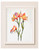 Fresh Beginning Canna Lily