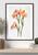 Fresh Beginning Canna Lily