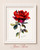 June Rose Watercolor Print – Meditative Fire