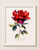 June Rose Watercolor Print – Meditative Fire