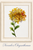 November Chrysanthemum Watercolor Print – Fresh Stillness