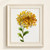 November Chrysanthemum Watercolor Print – Fresh Stillness