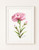 January Carnation Birth Flower Watercolor Print – Fresh Beauty