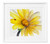 April Daisy Watercolor Print – Fresh Innocence