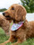 0126-PET-BNDN-PAWSOME-TRLPTCH