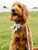 0126-PET-LEASH-TURQUOISE