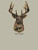 MN-MINWASH-DEER-BRCH