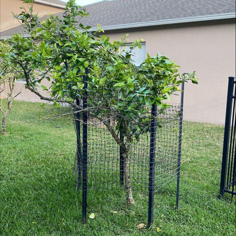Individual Tree Fence Kit