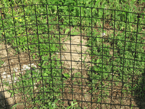 2ft x 100ft Welded Wire-14ga. galvanized steel core; 12ga after Black PVC-Coating, 1.5in x 1.5in Mesh