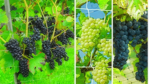 Trellis Netting
