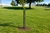 Sturdy Poly Mesh Tree Guard - 48in Length - 4in Diameter (5 Pk)