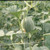 Trident Trellis Net 48in x 328in - White Trident Trellis Net 48in x 328in - White