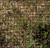 5ft x 100ft 19ga. Galvanized Steel Black PVC Coated Hardware Cloth 0.5in x 0.5in Mesh