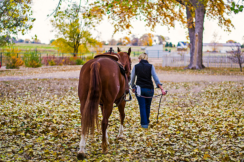 How to Prepare Your Horse for Fall: Management Considerations